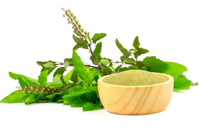Exporting Tulsi Powder: Demand for Holy Basil and Wellness Products