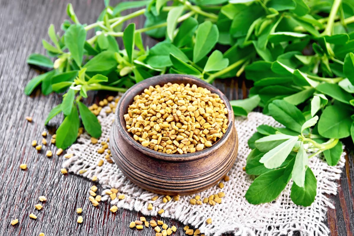 Fenugreek seeds