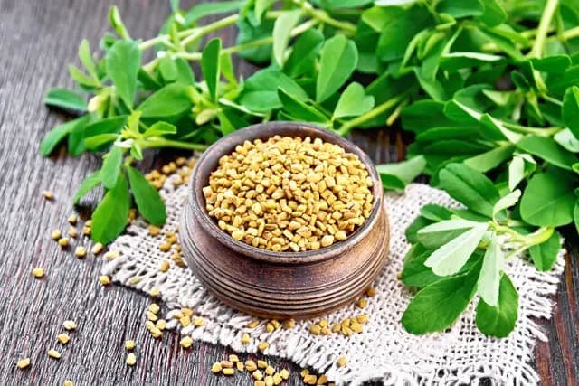 Fenugreek Seeds: High-Value Spice for Global Food, Health Export Market